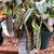 Nepenthes Velvet, mother plant.