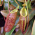 Nepenthes spectabilis x talangenbsis for Sale Nepenthes spectabilis x talangenbsis for Sale