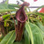 Nepenthes maxima x trusmadiensis