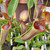 Nepenthes lowii x campanulata, mother plants Nepenthes lowii x campanulata, mother plants