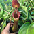 Nepenthes Peter D'Amato, mother plant.