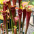 Sarracenia alata Black x flava rubricorpora Sarracenia alata Black x flava rubricorpora