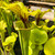 Sarracenia flava Chasm for Sale Sarracenia flava Chasm for Sale