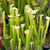 Sarracenia White Knight for Sale