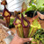 Nepenthes truncata x flava EP, mother plant.
