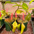 Nepenthes truncata x flava (Rooted Cutting)