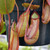 Nepenthes Buttons, mother plant