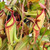 Nepenthes Ruby Alice, mother plant