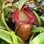 Nepenthes (ventricosa x sibuyanensis) x caranculata