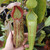 Nepenthes x Rokko (Kussakabe), Mother Plant