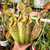 Nepenthes dyeriana