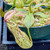 Nepenthes dyeriana