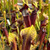 Sarracenia alata Orthus (Improved Night)