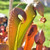 Sarracenia minor 'Okefenokee Giant' [LRG]
