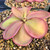 Pinguicula laueana x emarginata