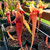 Sarracenia flava x purpurea