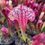 Sarracenia Jutahtip Soper Sarracenia Jutahtip Soper