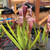 Sarracenia leucophylla, Firebird Sarracenia leucophylla, Firebird