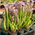 Sarracenia leucophylla, Firebird for sale Sarracenia leucophylla, Firebird for sale