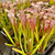 Sarracenia leucophylla, Firebird for sale Sarracenia leucophylla, Firebird for sale