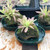 Rock Garden with Pinguicula Aphrodite for sale.