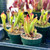Heliamphora arenicola x ionasi