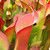 Heliamphora tatei x pulchella, mother plant.