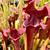 Sarracenia flava atropurpurea Kimber's Sister