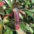 Nepenthes gracilis, Giant Black Nepenthes gracilis, Giant Black