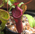 Nepenthes spectabilis x (lowii x ventricosa)