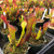 Heliamphora angasima for Sale
