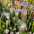Sarracenia leucophylla