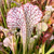 Sarracenia Kilimanjaro for Sale