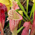 Sarracenia leucophylla x purpurea for Sale