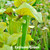 Sarracenia Extreme Green (parent plant)