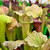 Sarracenia Lorax x Extreme Green (SG)