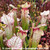Sarracenia Leah Wilkerson x leucophylla Hot Pink