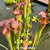 Sarracenia rubra jonesii x The Kraken (SG)