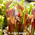 Sarracenia rubra jonesii x The Kraken (SG)