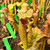 Sarracenia The Kraken x Extreme Green (SG) Sarracenia The Kraken x Extreme Green (SG)