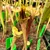 Sarracenia flava ornata (SG)