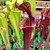 Sarracenia Alucard Sarracenia Alucard
