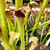 Sarracenia Madeline