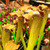 Sarracenia (leucophylla x flava cuprea) x Prometheus