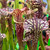 Sarracenia leucophylla x (oreophila x flava)