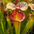Sarracenia Adrian Slack