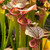 Sarracenia Adrian Slack