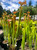 Sarracenia flava Towering Inferno