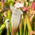 Sarracenia Hurricane Creek White, Clone A x Clone F