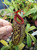 Nepenthes aristolochioides x burkei